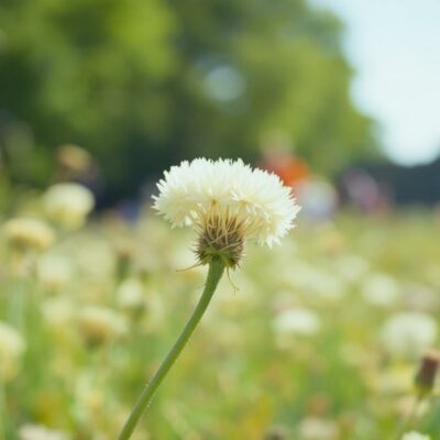 découvrez notre guide d'achat des meilleures caméras de recul pour toyota yaris afin d'améliorer votre sécurité et faciliter vos manœuvres de stationnement.